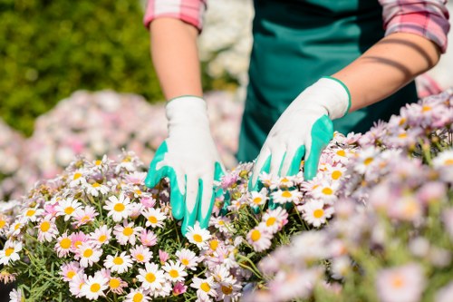 Professional lawn care in South Croydon with mowing and fertilising
