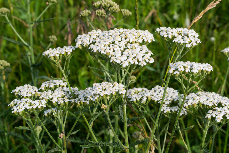 lawn care garden