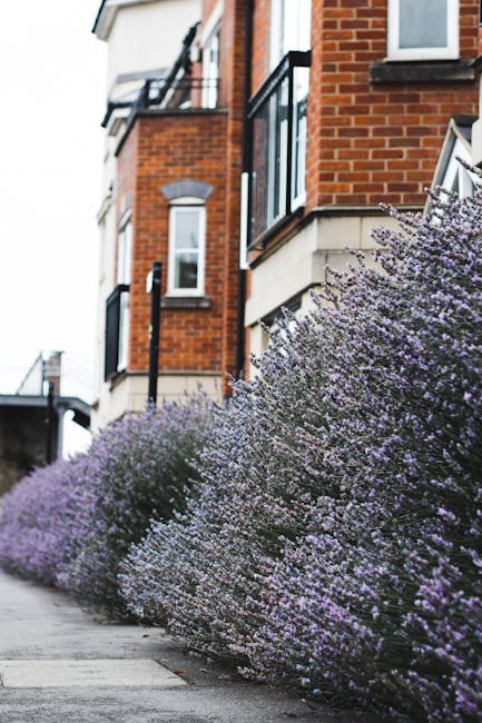 A row of well-maintained lavender bushes with light purple flowers and green foliage lines the paved sidewalk in front of a residential building constructed from red brick. The bushes are lush and nea